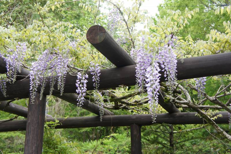 藤の花と共に歓迎いたします