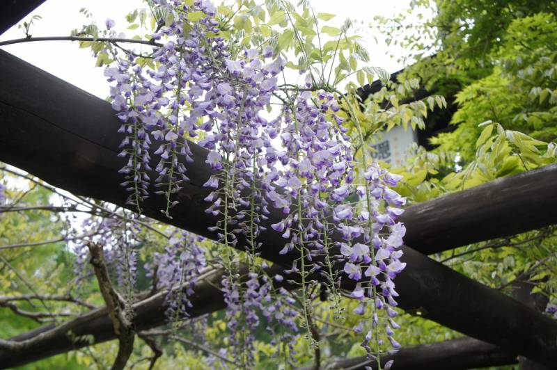 藤の花と共に歓迎いたします