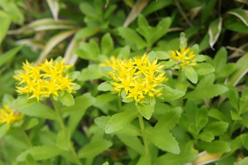 キリンソウの花　星のような形をしています