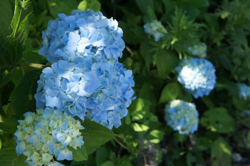 梅雨明け間近ですが紫陽花がきれいです☂