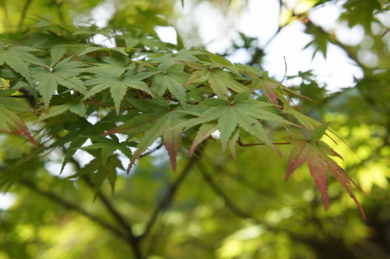 福地の紅葉情報・見ごろはもうすぐ！