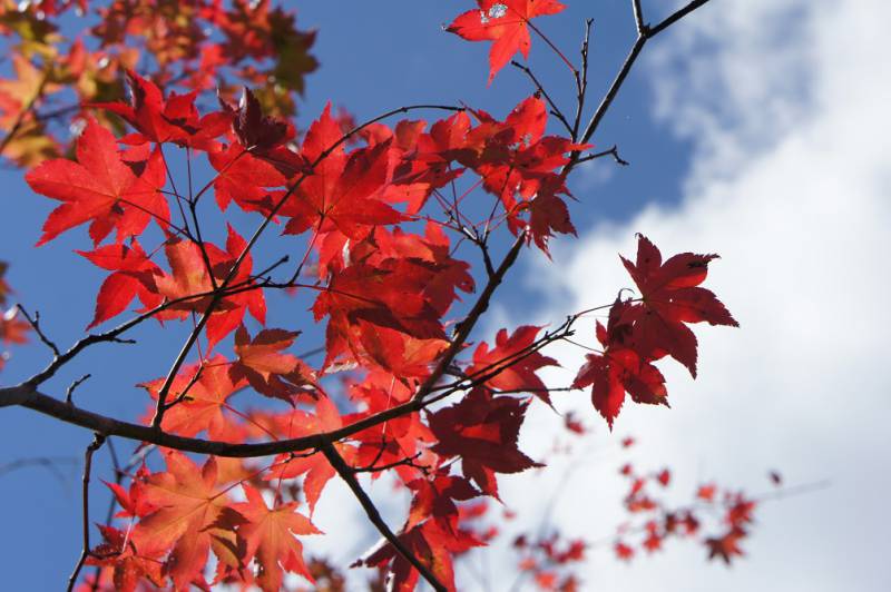 福地の紅葉情報・見ごろはもうすぐ！