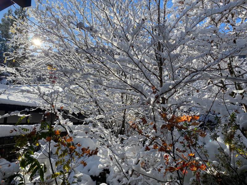 美しい雪景色の日