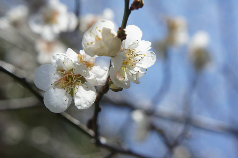 梅の咲き頃、良き塩梅