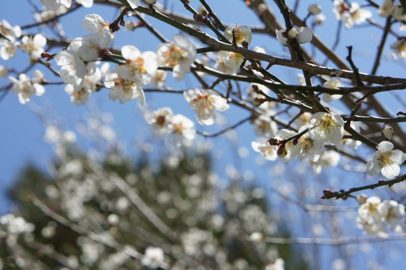 梅の咲き頃、良き塩梅