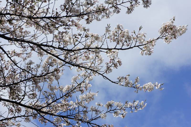 桜の季節到来です