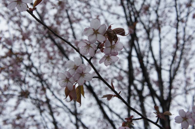 桜の季節到来です