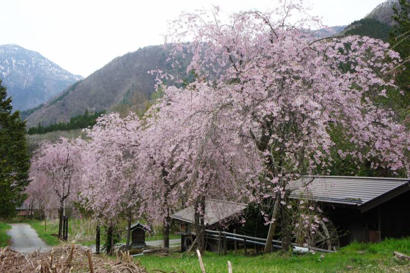 福地の桜、見頃です