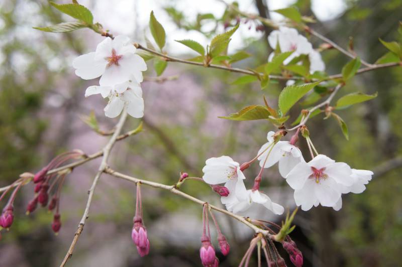 福地の桜、見頃です