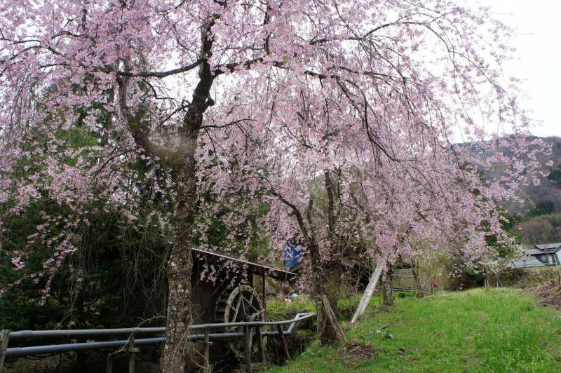 福地の桜、見頃です