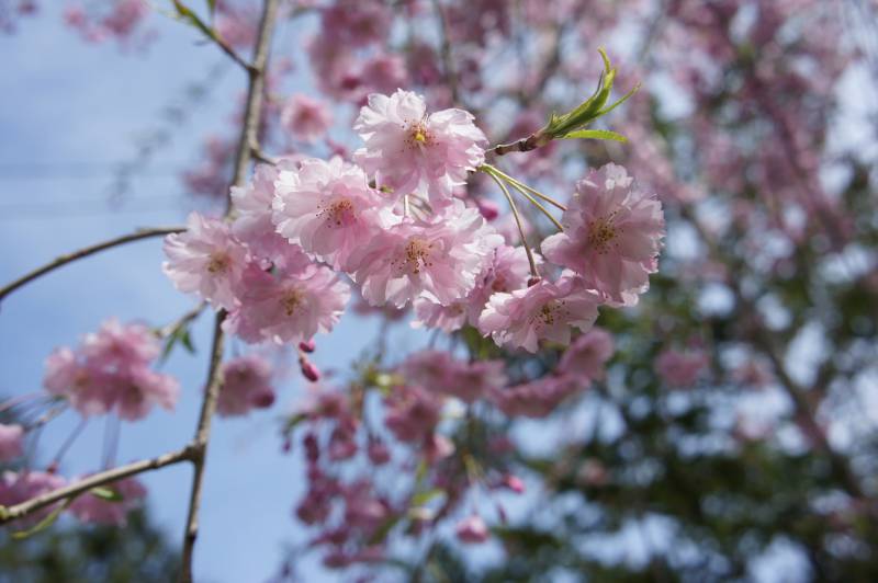 日差しに映える八重桜