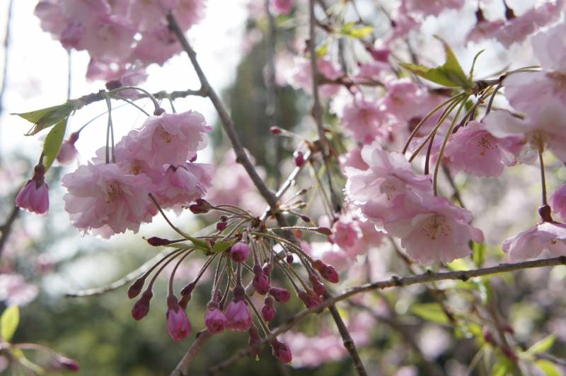 日差しに映える八重桜