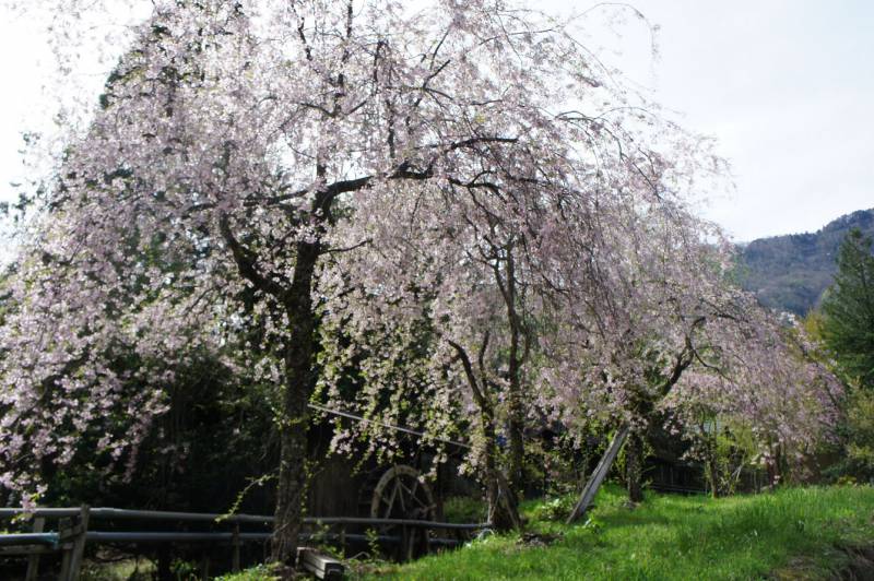 日差しに映える八重桜