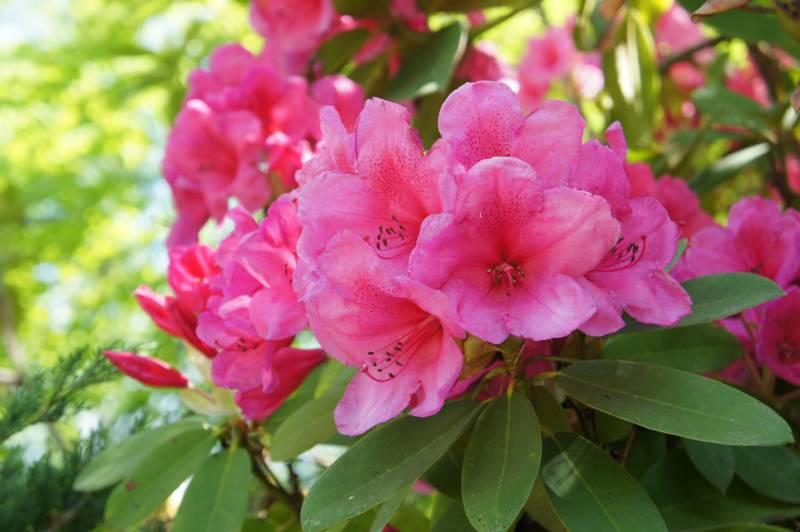 高嶺の花・シャクナゲ