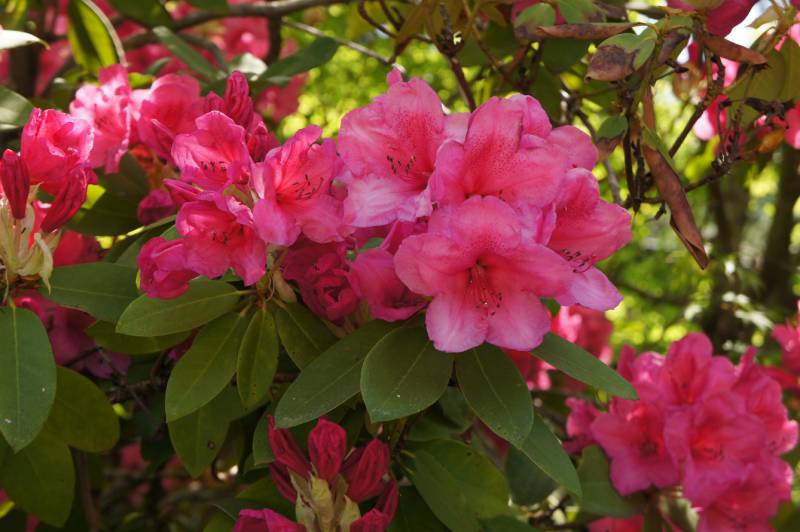 高嶺の花・シャクナゲ