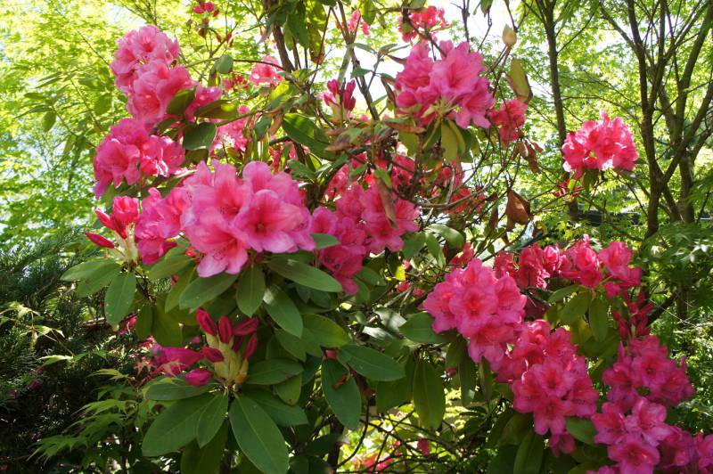 高嶺の花・シャクナゲ