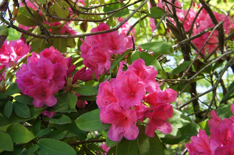 高嶺の花・シャクナゲ