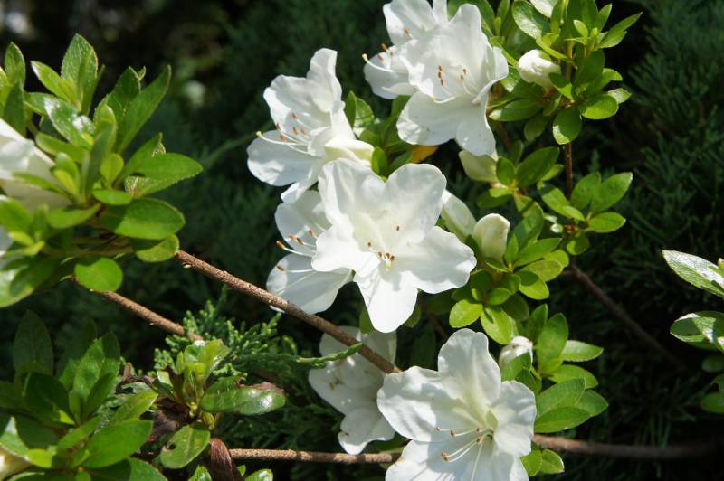 春を知らせる花、ツツジ