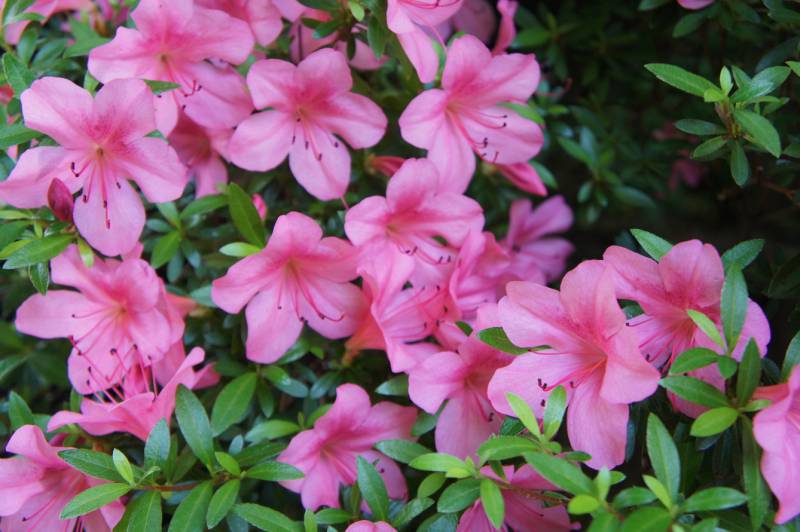 春を知らせる花、ツツジ