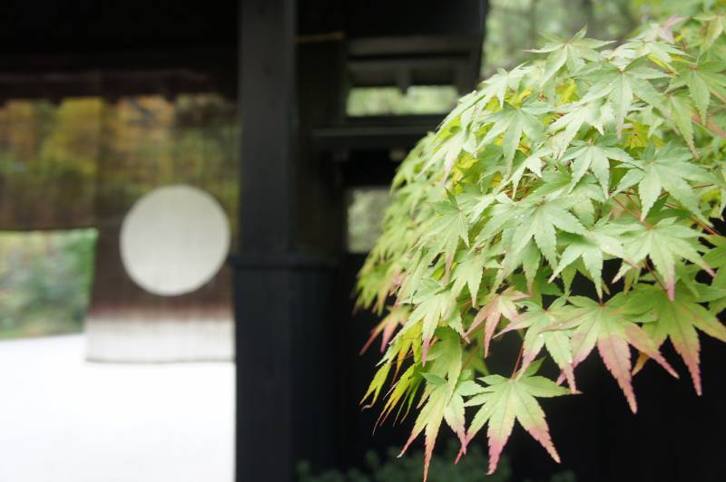 奥飛騨紅葉情報