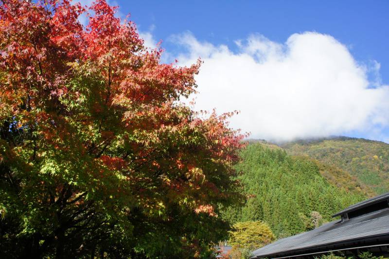 福地の紅葉情報〜そろそろ見頃です〜