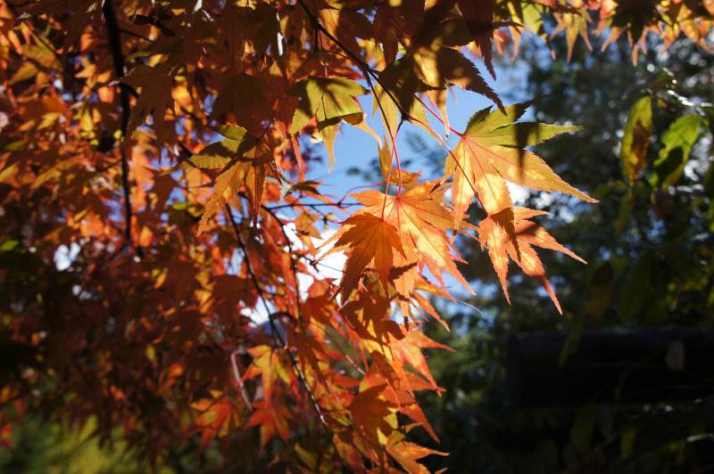 奥飛騨紅葉情報〜見頃です〜