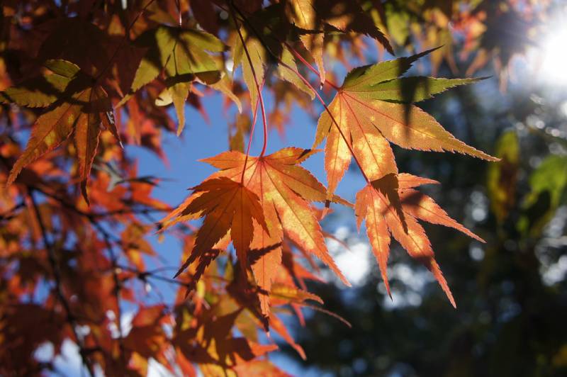 奥飛騨紅葉情報〜見頃です〜