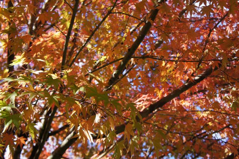 奥飛騨紅葉情報〜見頃です〜