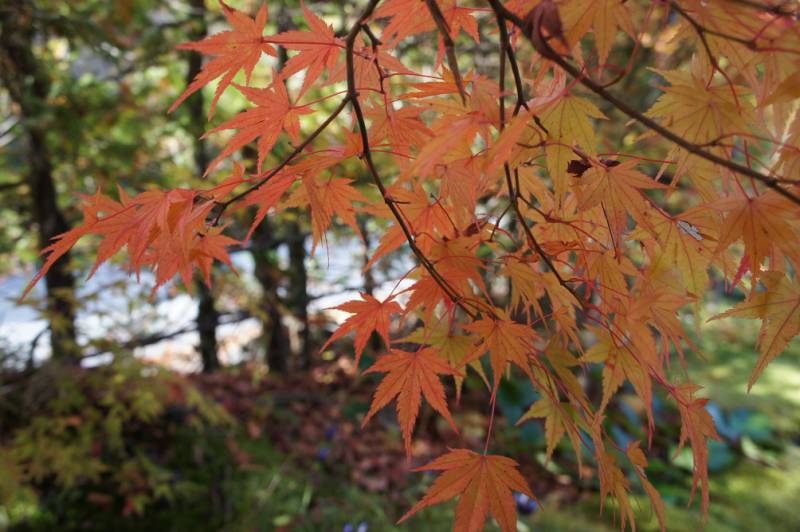 奥飛騨紅葉情報〜色鮮やかです〜