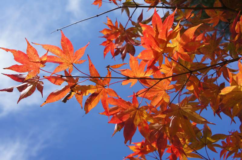 奥飛騨紅葉情報〜色鮮やかです〜