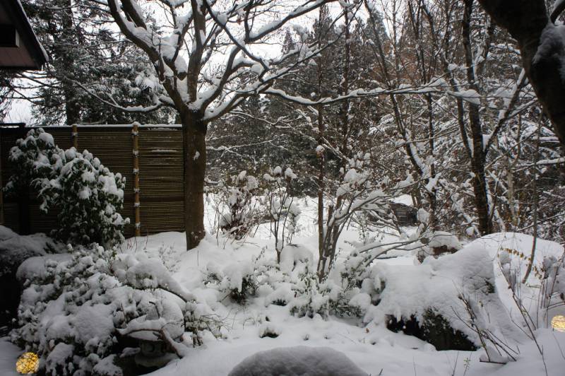 本格的な雪です