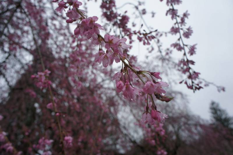 桜の開花情報～もうすぐ見頃です～