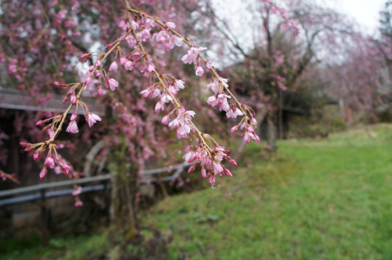 桜の開花情報～もうすぐ見頃です～