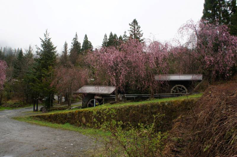 桜の開花情報～もうすぐ見頃です～