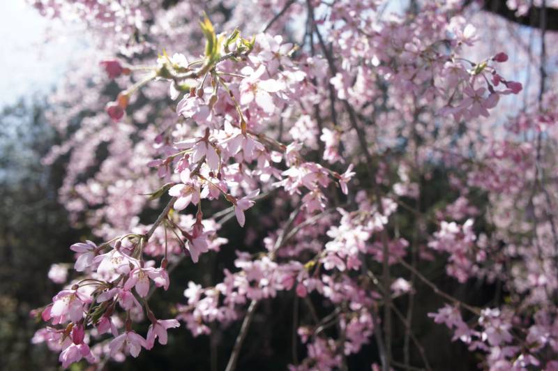 続・桜の開花情報～見頃を迎えています～