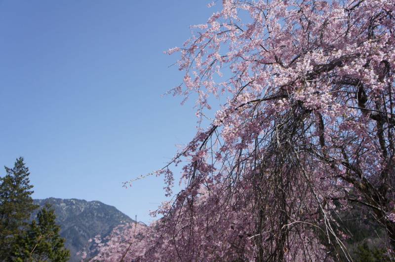 続・桜の開花情報～見頃を迎えています～