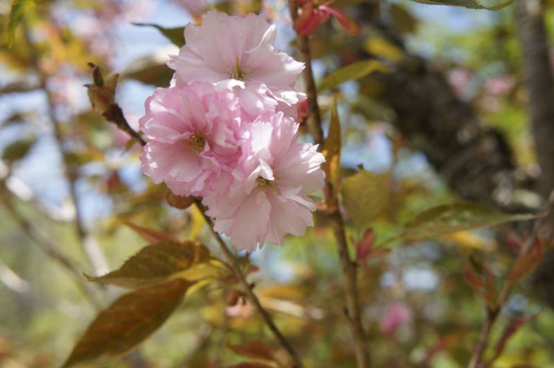 端午の節句、まだ春盛福地の八重桜
