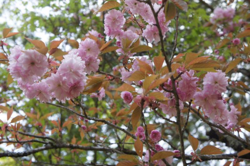 端午の節句、まだ春盛福地の八重桜