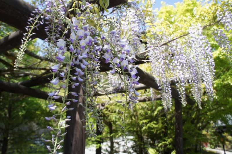 藤の花が見頃です