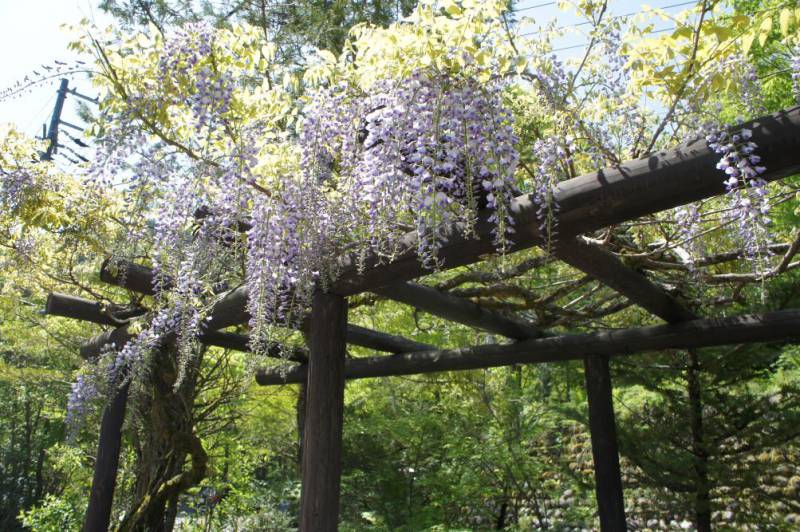 藤の花が見頃です