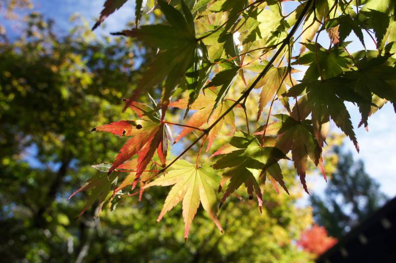 福地の紅葉、色づき始め