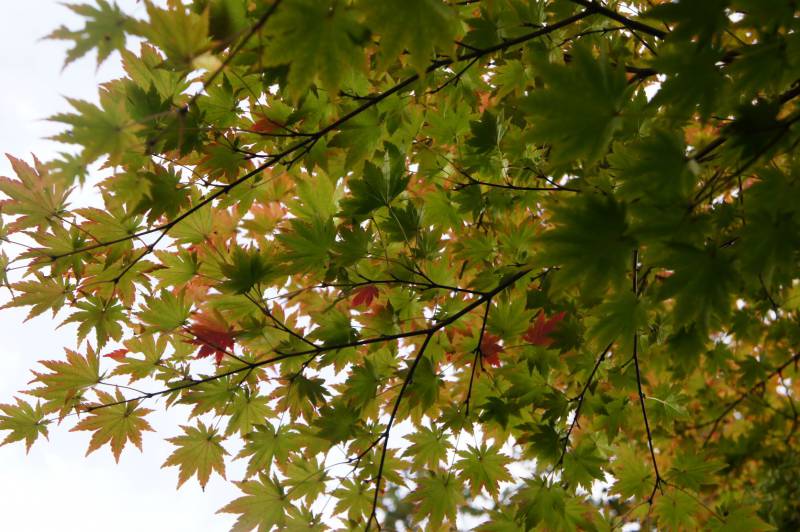 福地の紅葉、色づき始め