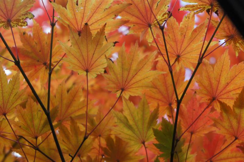 紅葉がもうすぐ見頃です