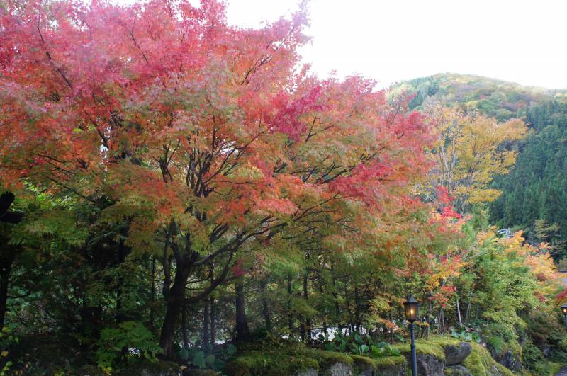 紅葉がもうすぐ見頃です