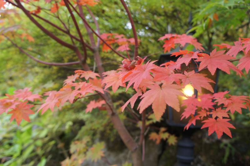 紅葉がもうすぐ見頃です