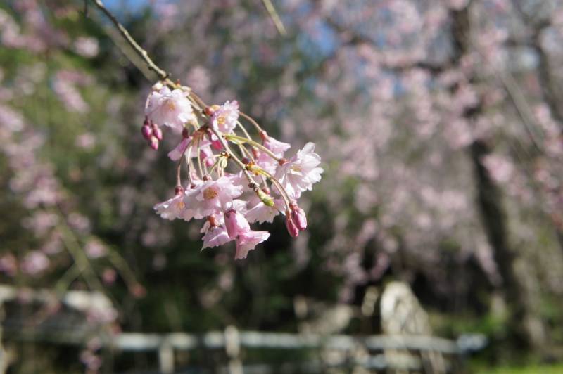 福地の桜が見頃です