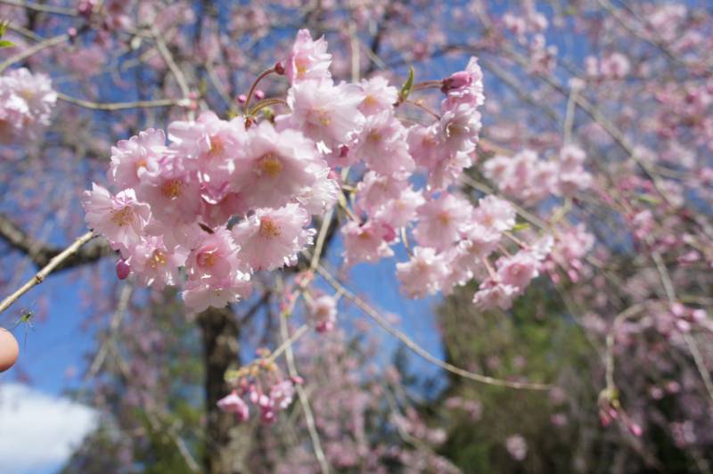 福地の桜が見頃です
