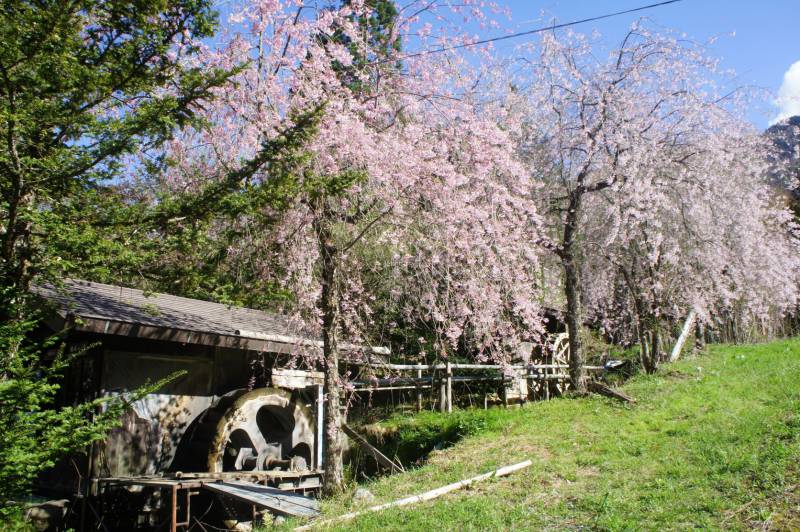 福地の桜が見頃です