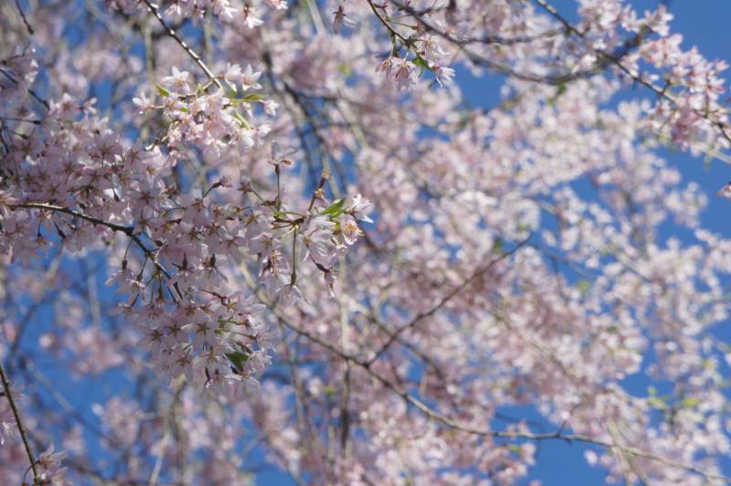 福地の桜が見頃です