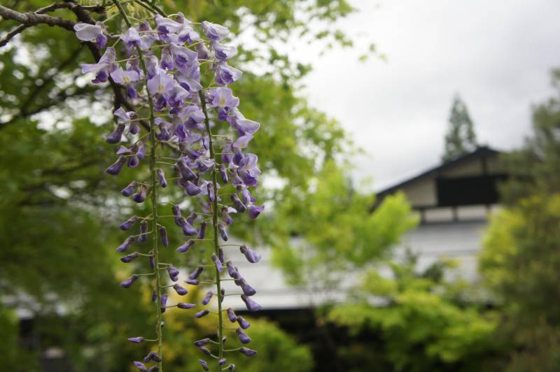 雨垂れて　庵誘う　藤の花